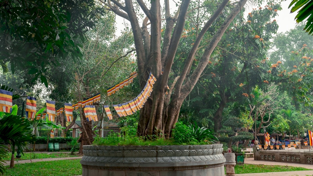 This Bodhi tree was planted in 1958, reinforcing the deep historical and cultural ties between Vietnam and India